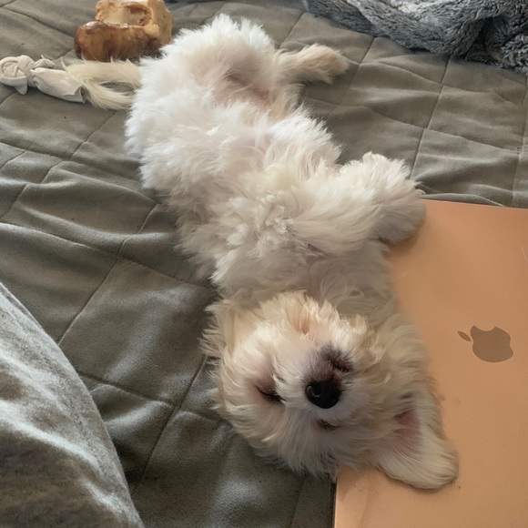 🙏❤️FINALLY a Healthy LITTLE boy! Thanks All!❤️🙏 - Picture 9 of 16